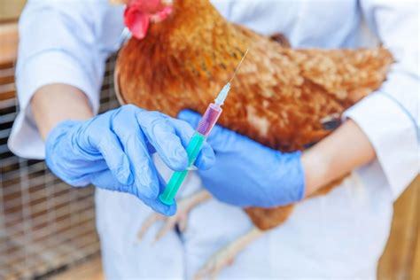 paano mag inject ng manok|Paano Makakaiwas ang Manok Mula sa mga Bacterial Infection.